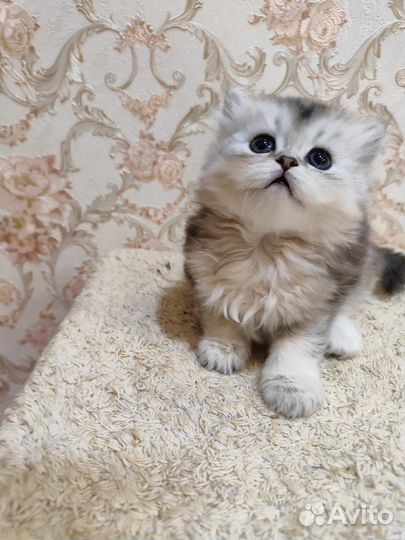 Шотландская