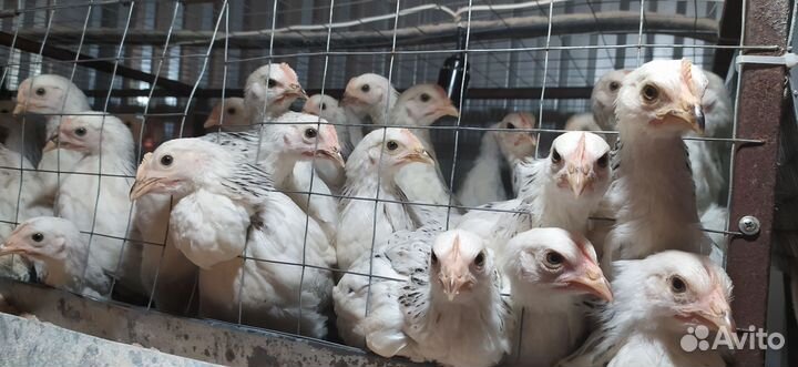 Куры молодки несушки
