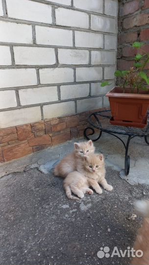 Котята