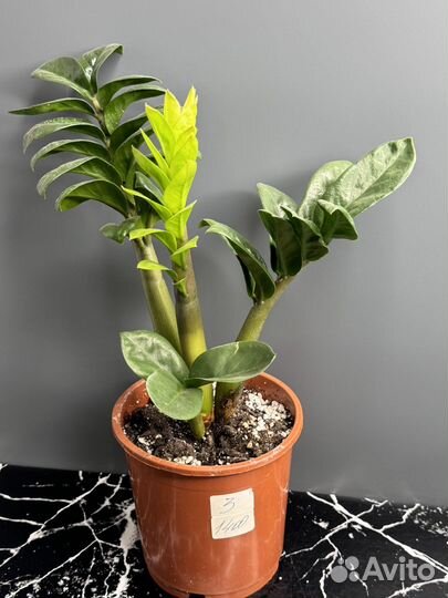 Замиокулькас зензи