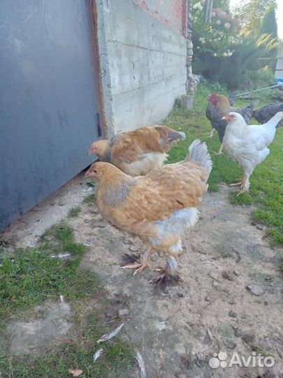 Молодняк птицы