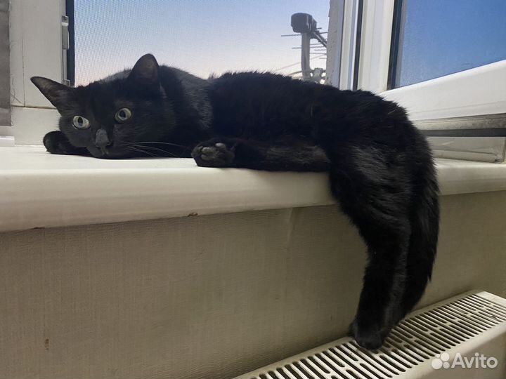 Черная кошка