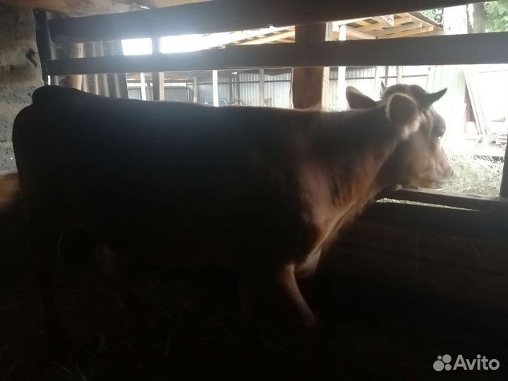 Годовалые бычки, тёлки