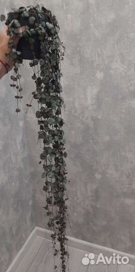 Церопегия вуда