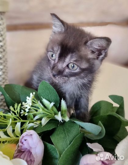 Котик Черный дым