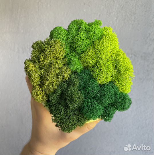 Стабилизированный мох, Лесной Зеленый