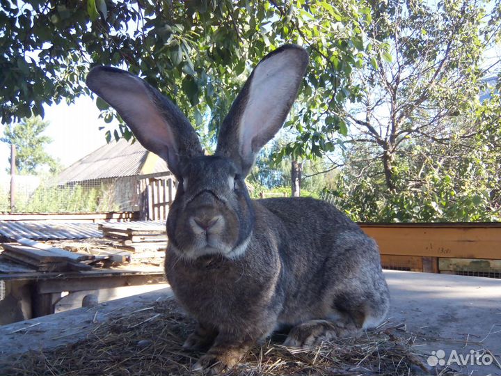 Кролики ризен