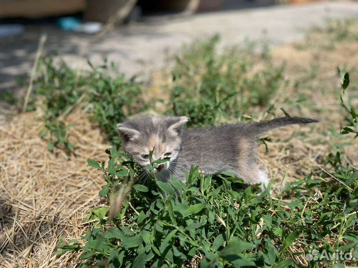 Котенок в добрые руки