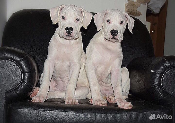 Аргентинский дог