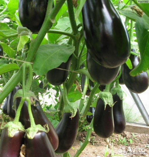 Семена Сортовых Баклажан 2 сорта