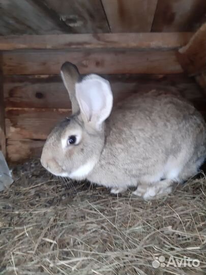 Кролики мясных пород