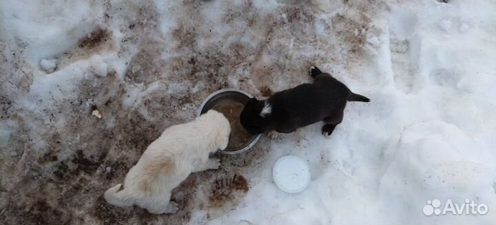 Щенки Помесь немецкой овчарки с лайкой