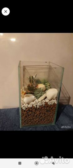 Суккуленты в стекле