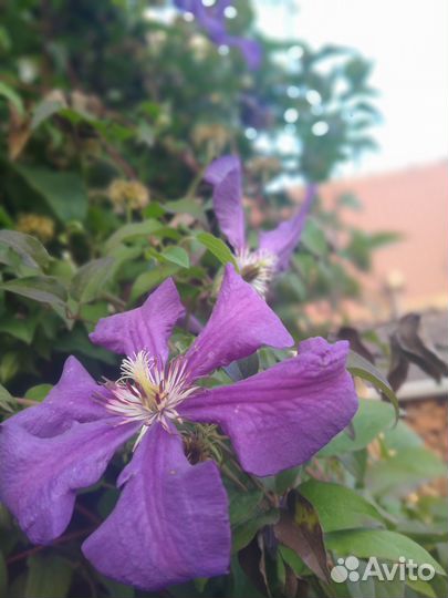 Саженцы клематиса