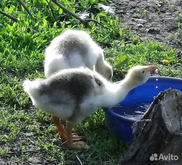 Гуси 1 месяц