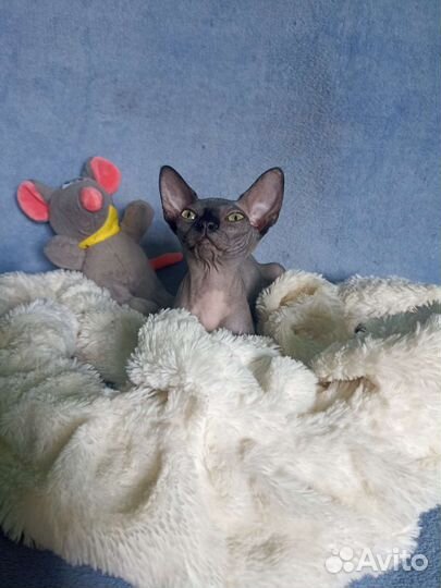 Канадский сфинкс