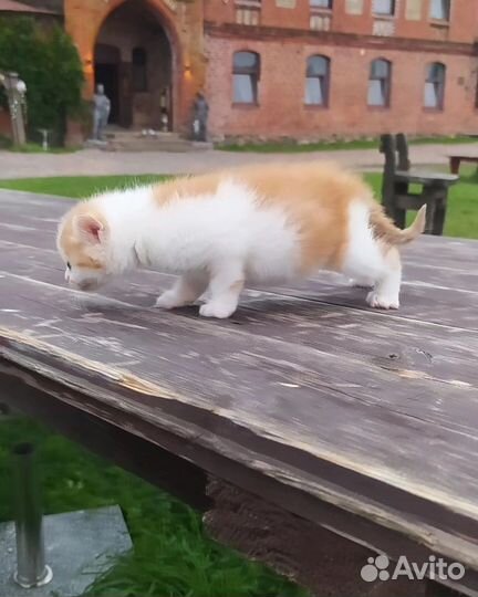 Кошка в дар