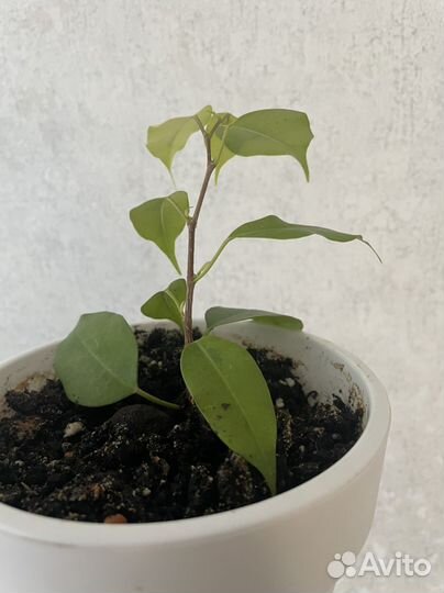 Фикус бенджамина