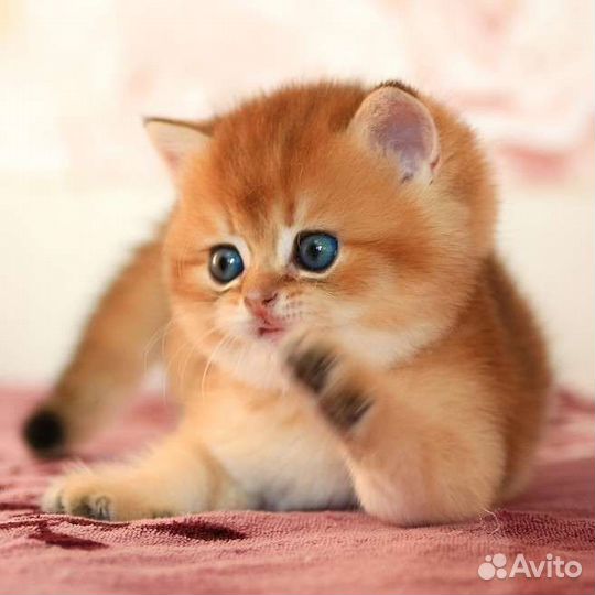 Кошки