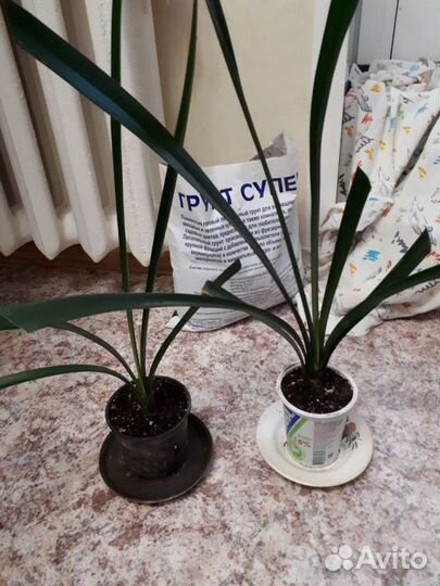 Растения для дома