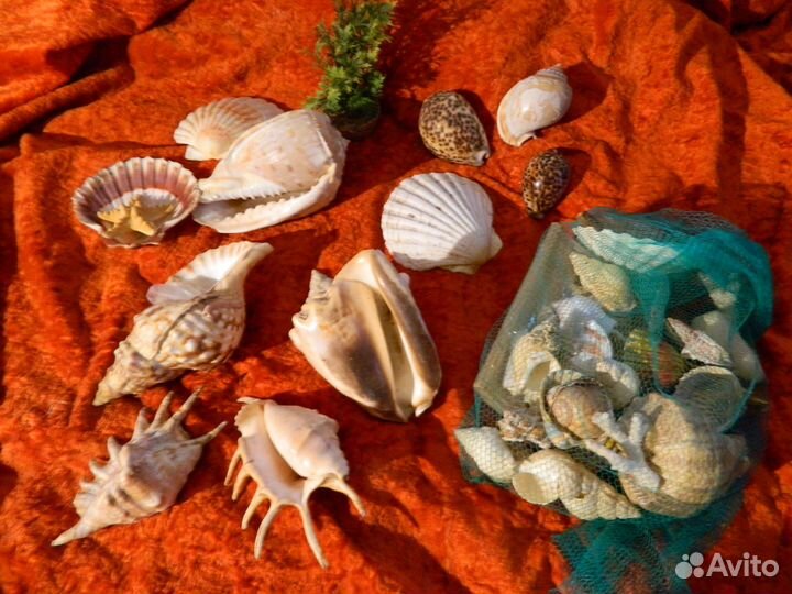 Коллекция морских ракушек