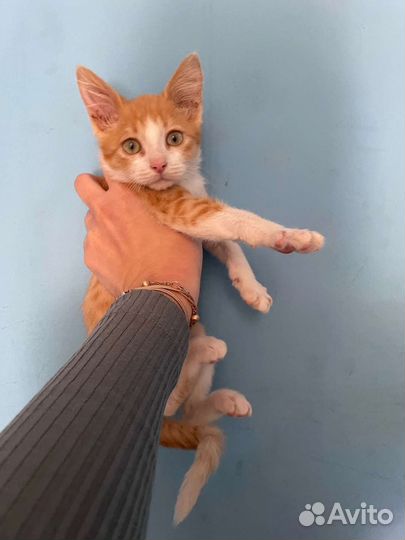 Рыжий котенок мальчик