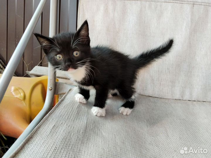 Котёнок в дар
