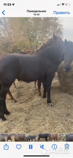 Лошадь жеребец