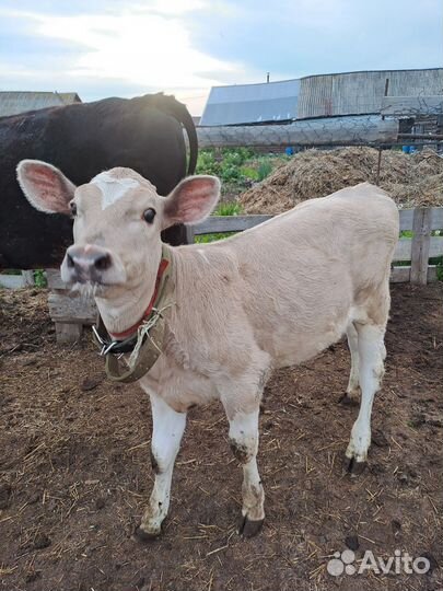 Телочка 4 месяца