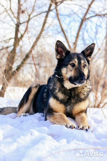Ариель - собака с тяжелой судьбой
