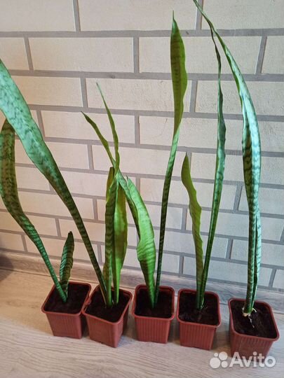 Сансевиерия