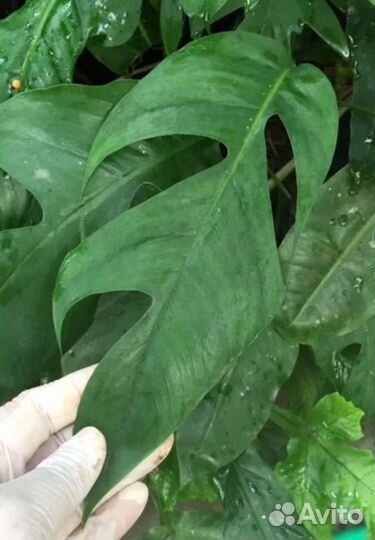 Эпипремнум,Сциндапсус - разные