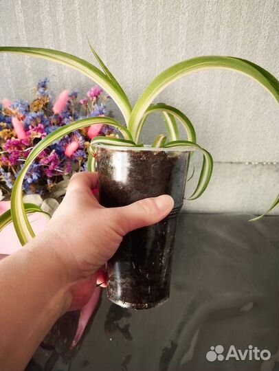 Хлорофитум кудрявый