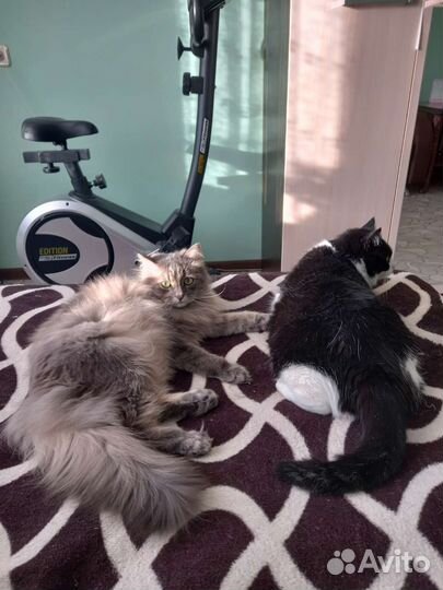 Велотренажер бу