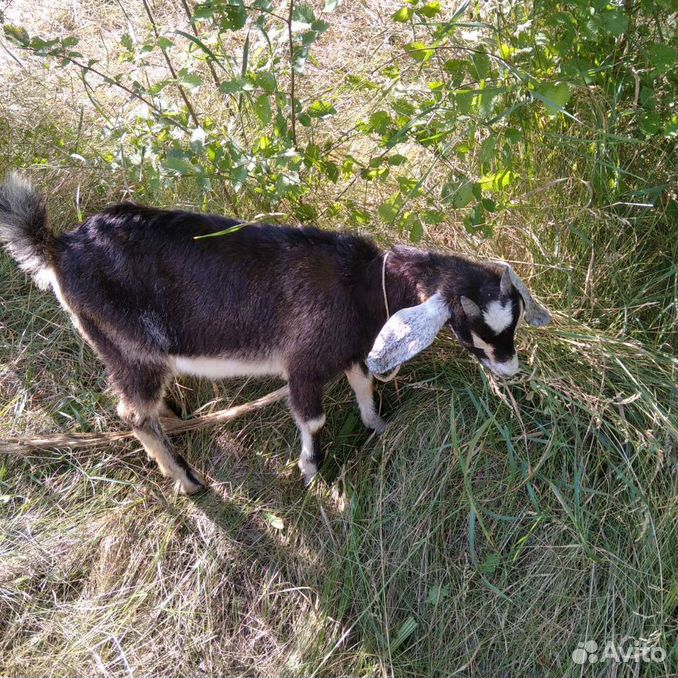 Две козы и один козел