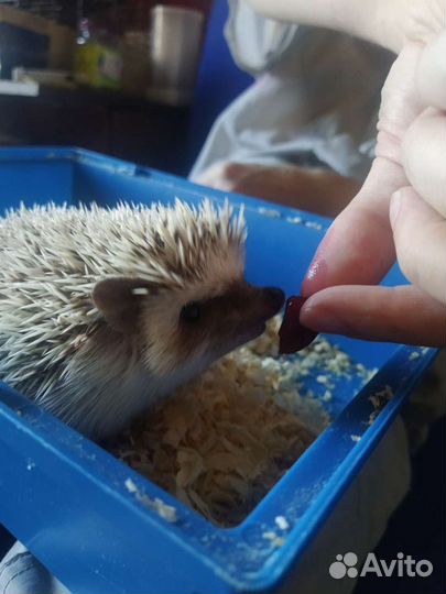 Передержка (зооняня)