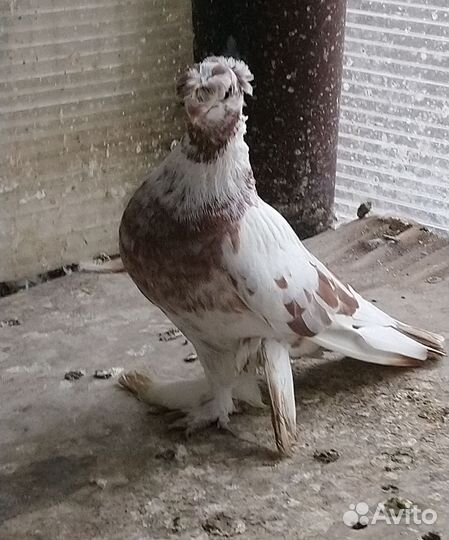 Голуби узбекские