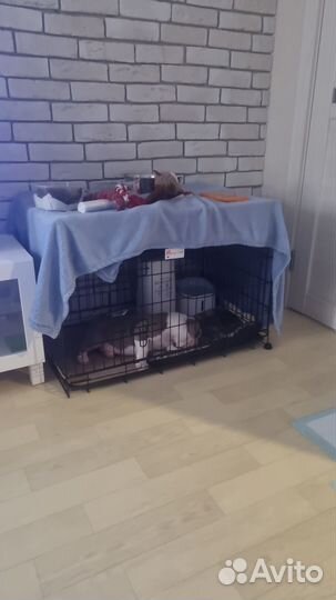 Клетка для собаки бу