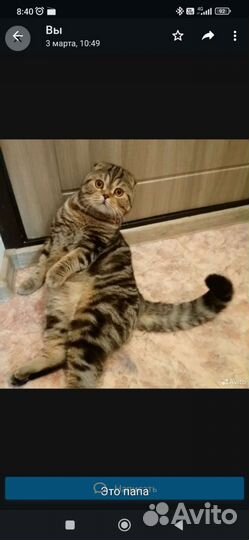 Шотландские