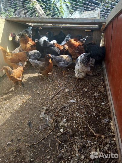 Куры разных пород