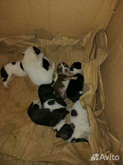 Щенки метисы(спаниель и Джек Рассел)