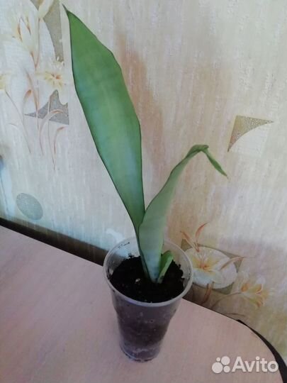 Сансевиерия муншайн