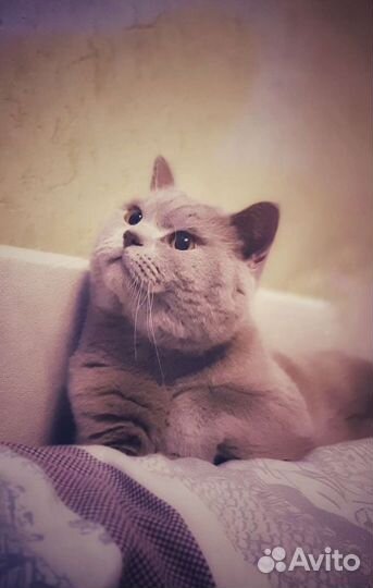 Шотландский кот вязка
