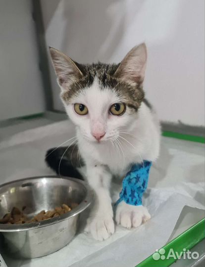 Котёнок девочка. Возраст 3,5 месяца