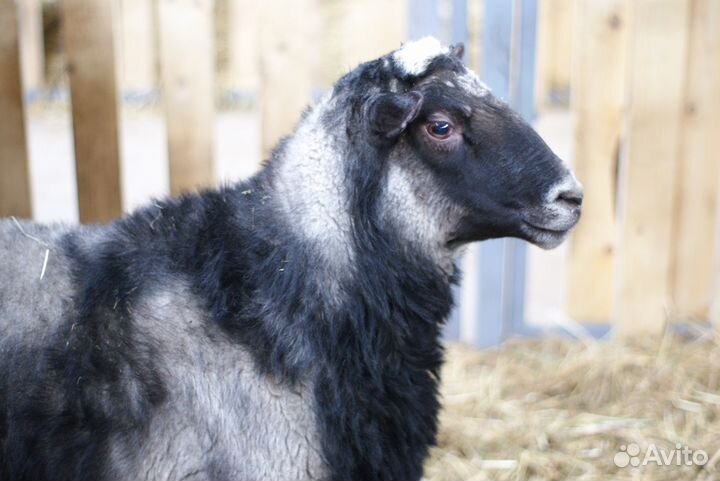 Ягнята, ярки, овцы и бараны романовской породы