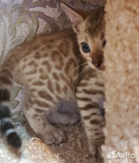 Бенгальский котёнок мальчик