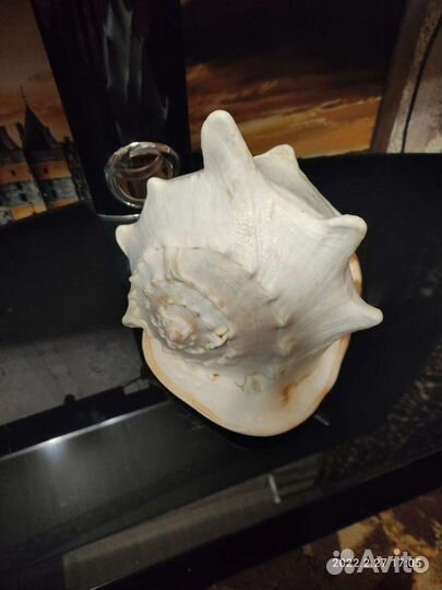 Морские ракушки раковины