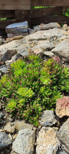 Каменные розы, молодило, седумы