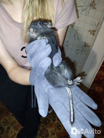 Грызуны бесплатно с клеткой в добрые руки