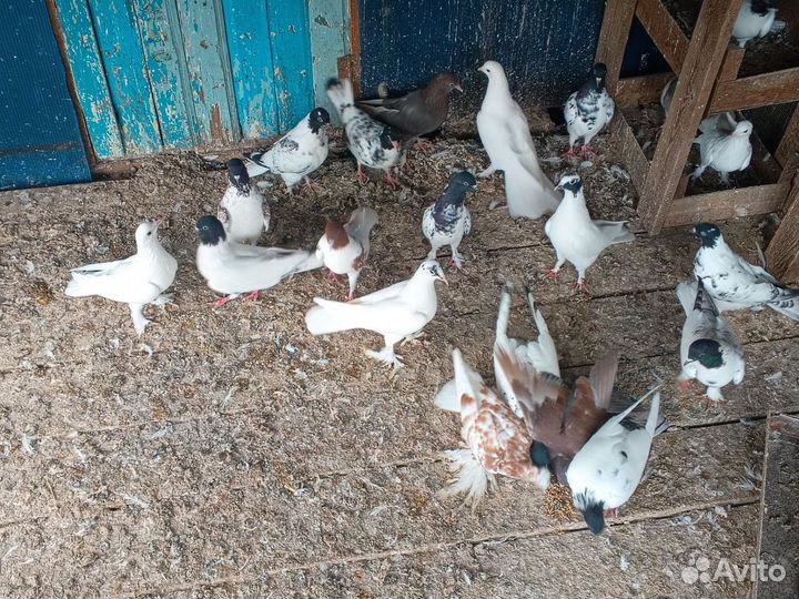 Черноголовые голуби